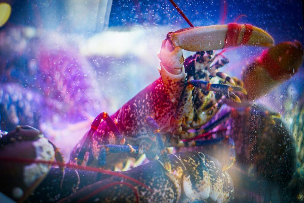a lobster is standing in the rain with an umbrella