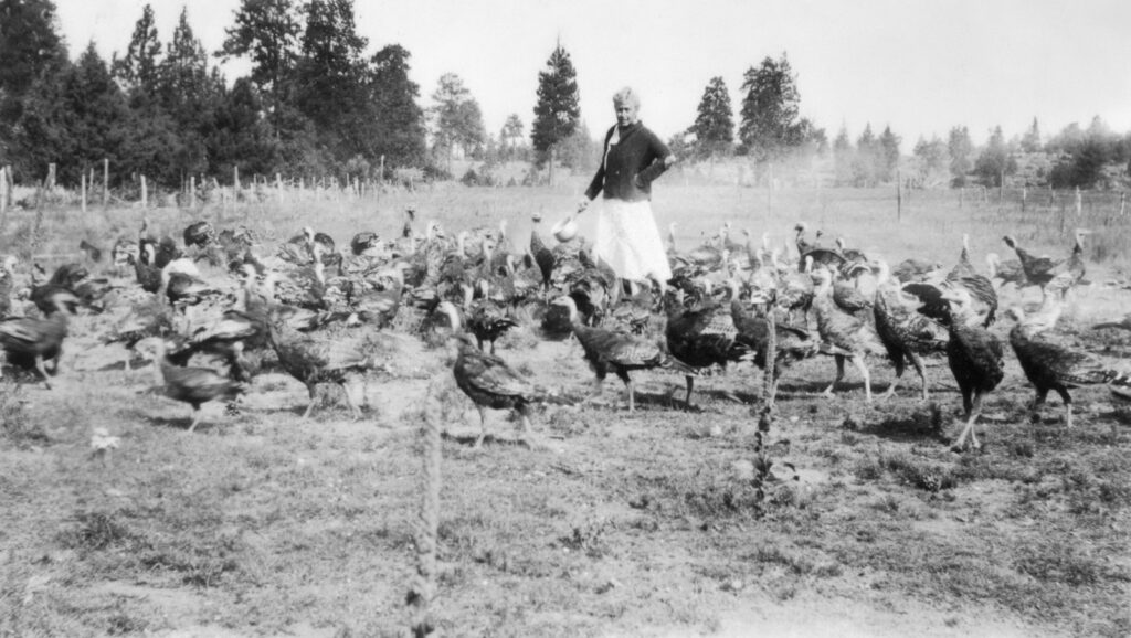 A person feeding a flock of turkeys in a field.