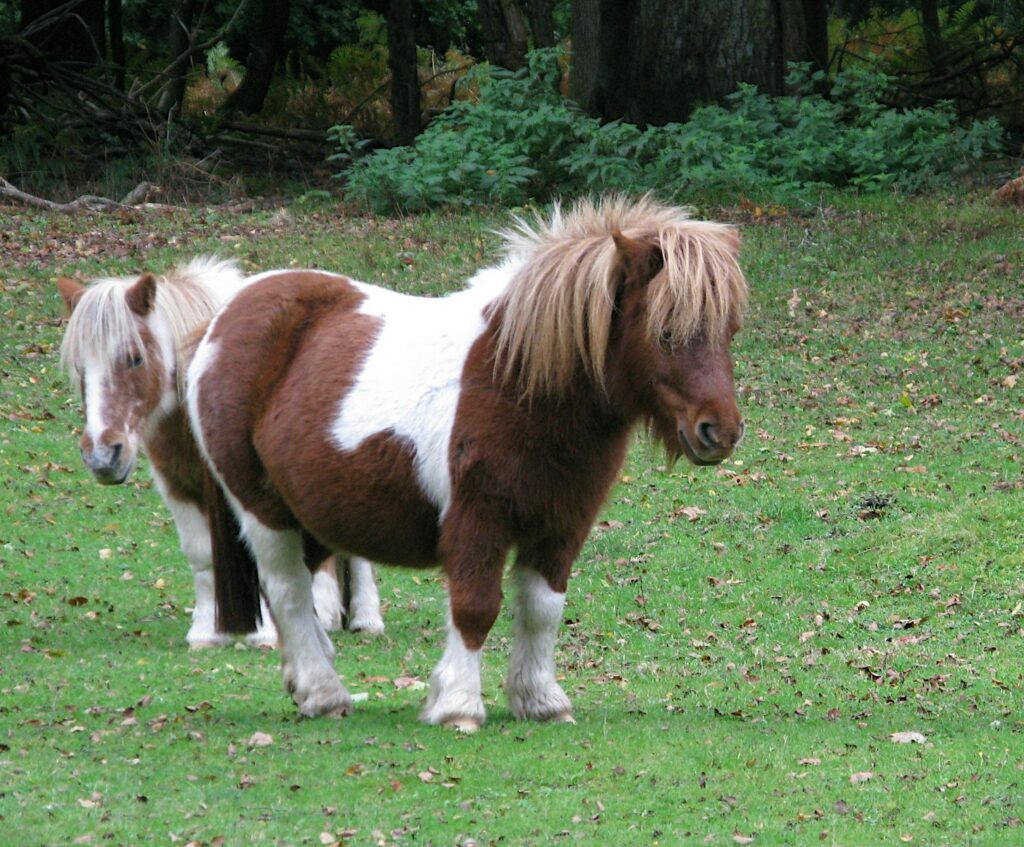 two ponies standing in a grassy field with trees in the background