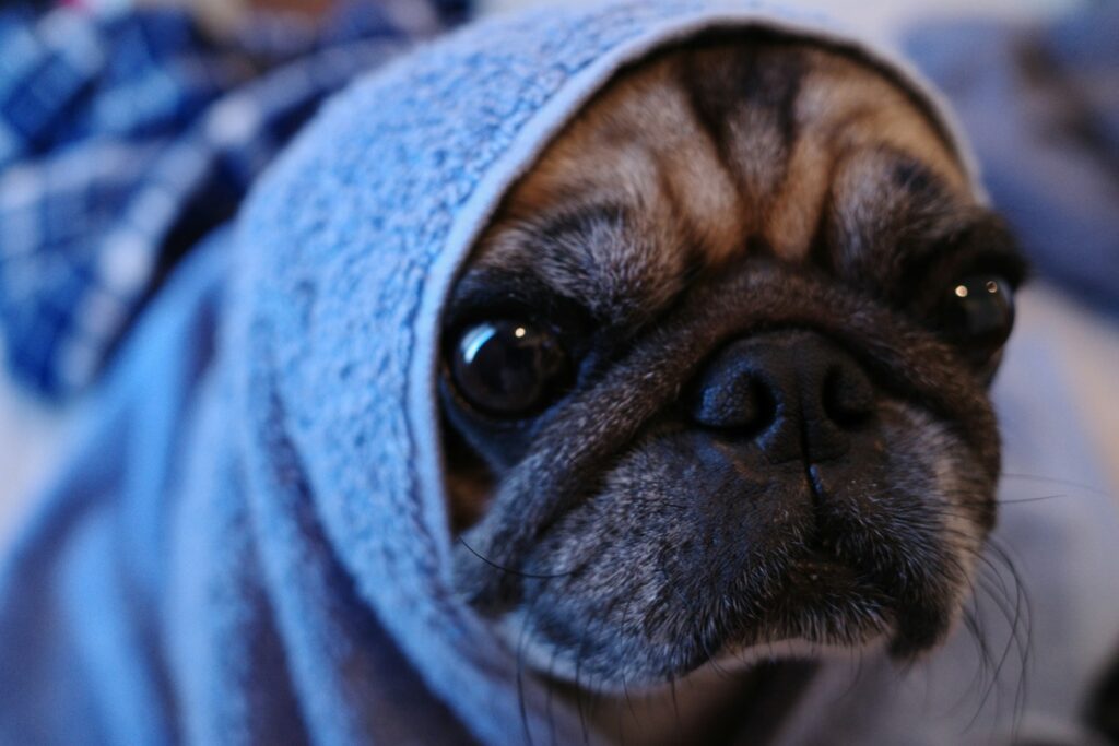 black and brown pug covered with blue towel