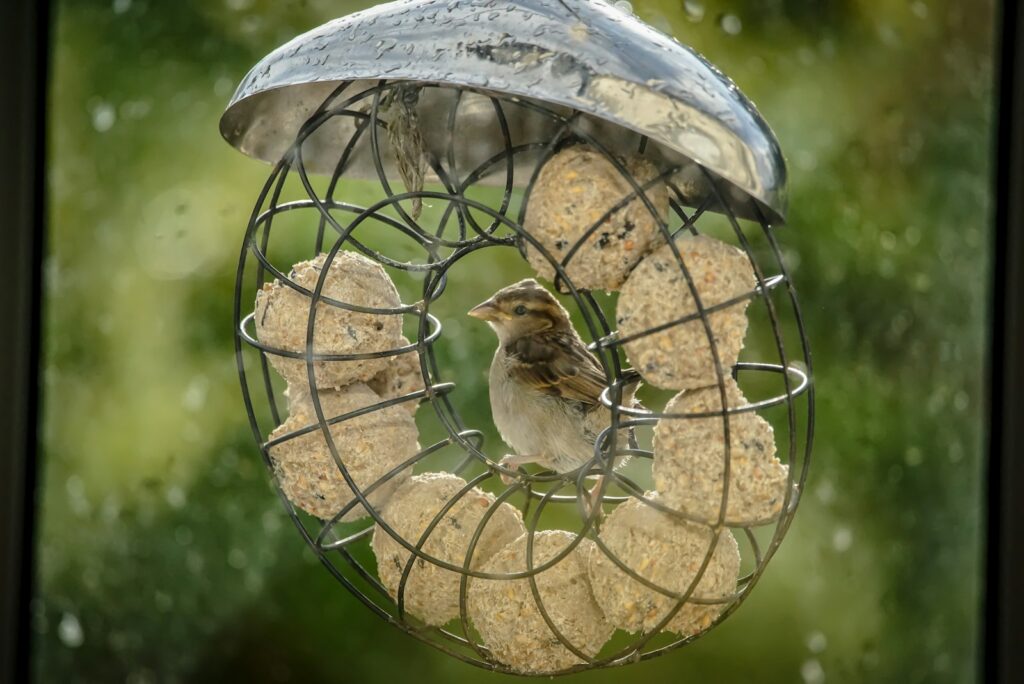 a bird in a bird feeder